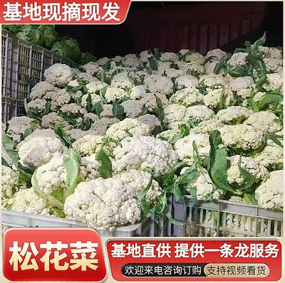 《松花菜》河北昌黎精品菜花/青梗白面松花菜/现货供应中