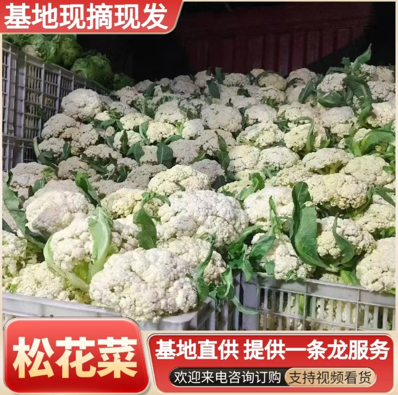 《松花菜》河北昌黎精品菜花/青梗白面松花菜/现货供应中