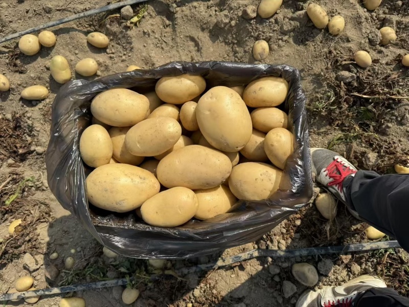 黄心土豆精品土豆产地直供供应电商超市对接出口