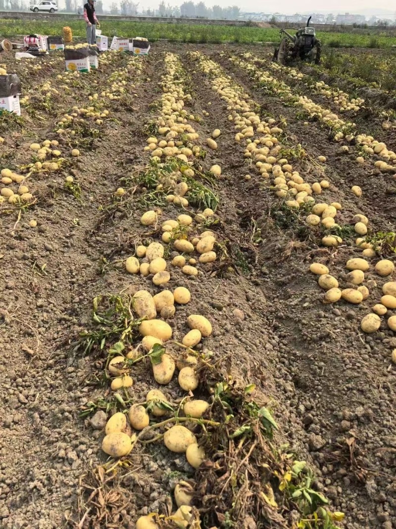 黄心土豆精品土豆产地直供供应电商超市对接出口