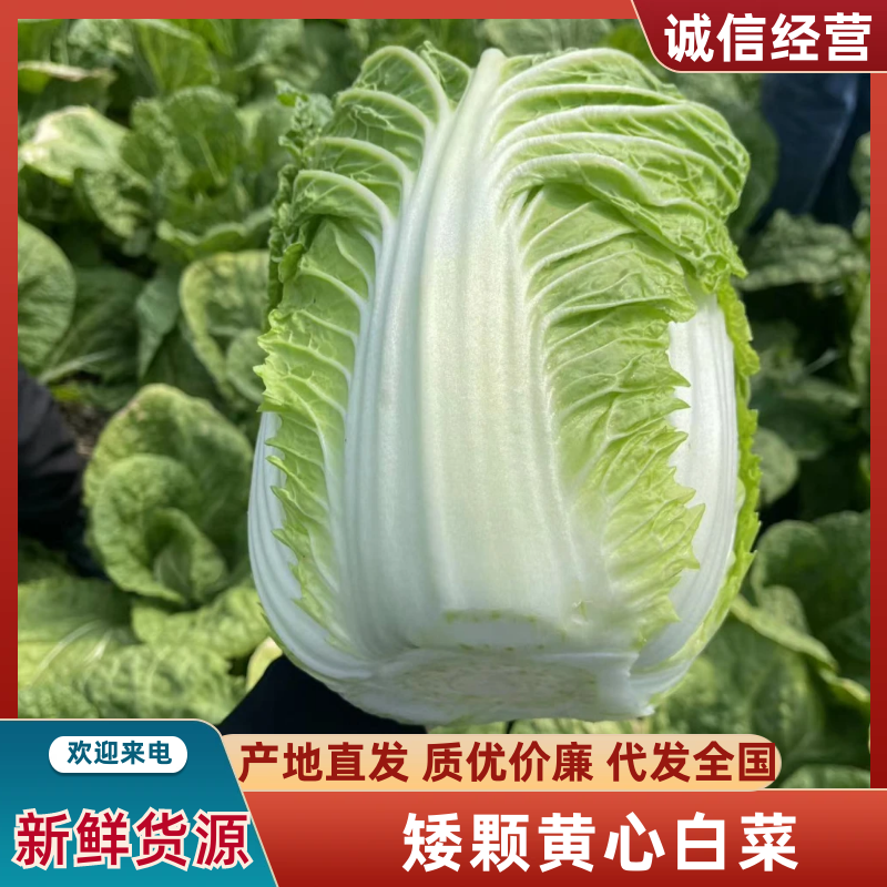 山东金鹏品种矮颗黄心白菜对接电商市场商超一手货源