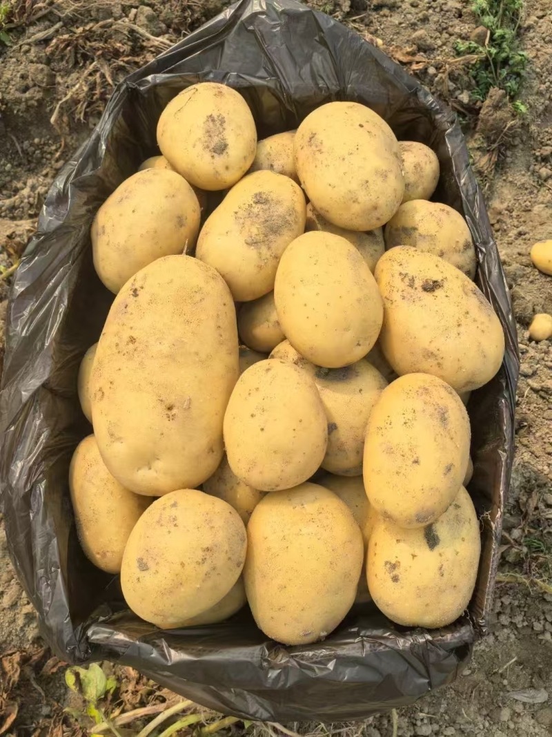 精品土豆黄心土豆黄皮黄心品质保障供应电商超市市场