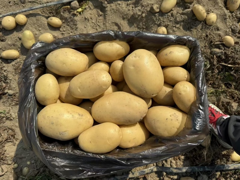 精品土豆黄心土豆黄皮黄心品质保障供应电商超市市场