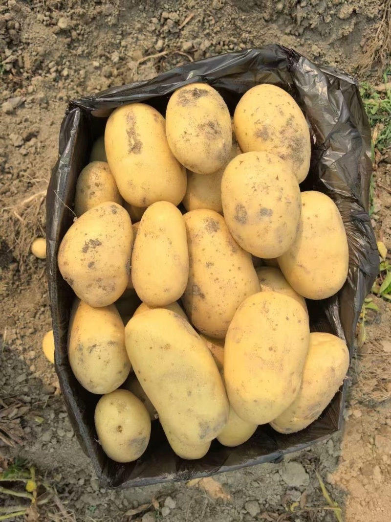 黄皮黄心土豆产地直供规格齐全供应出口对接加工厂等