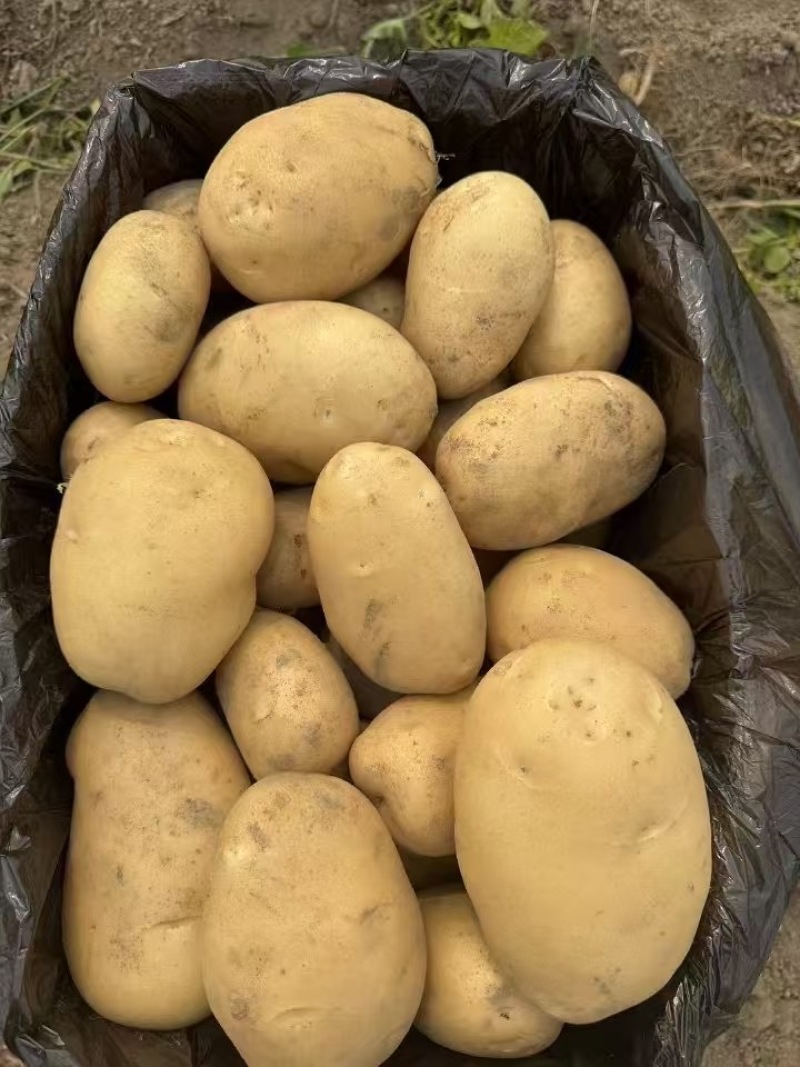 黄皮黄心土豆产地直供规格齐全供应出口对接加工厂等