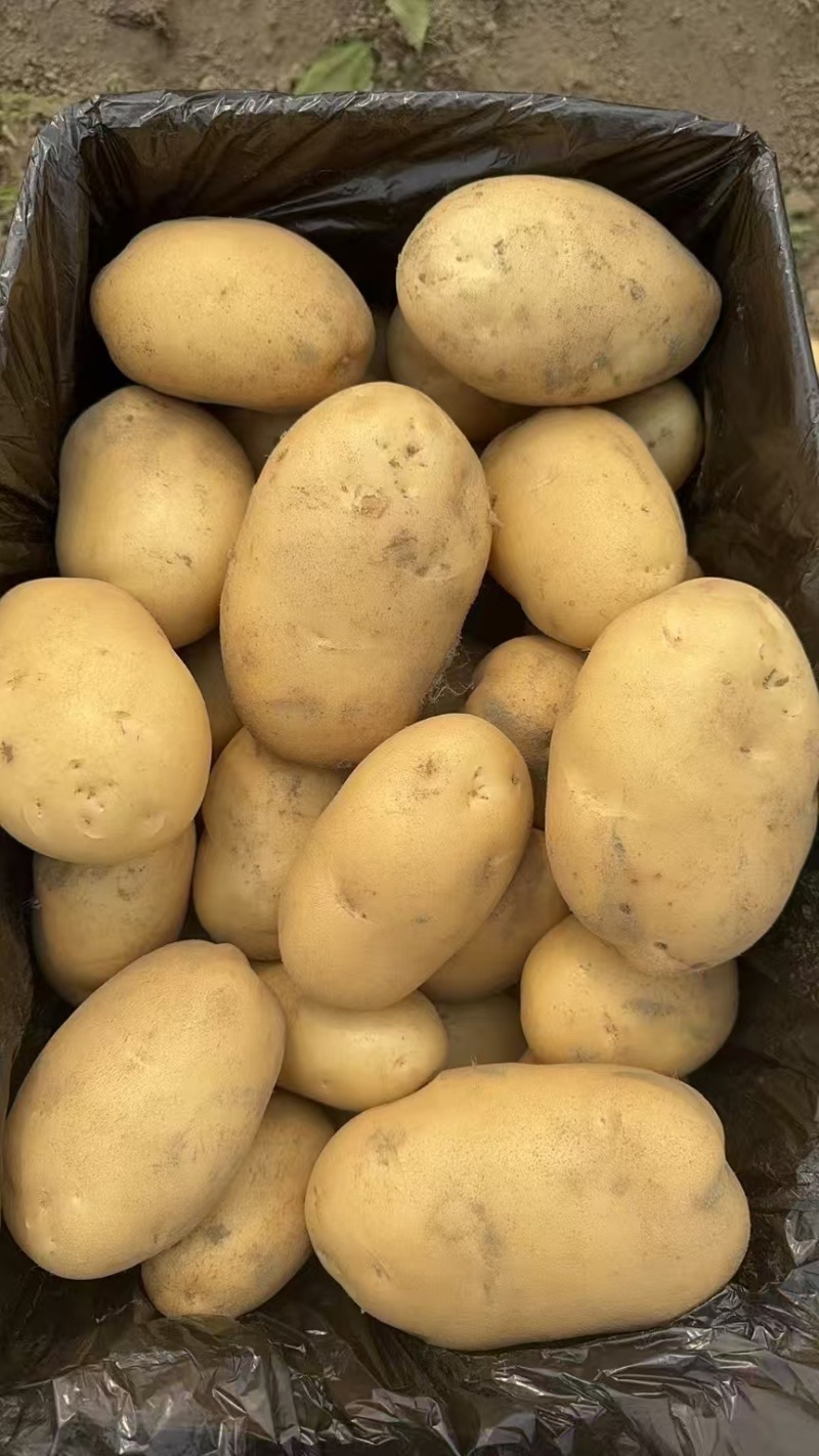 黄皮黄心土豆产地直供规格齐全供应出口对接加工厂等