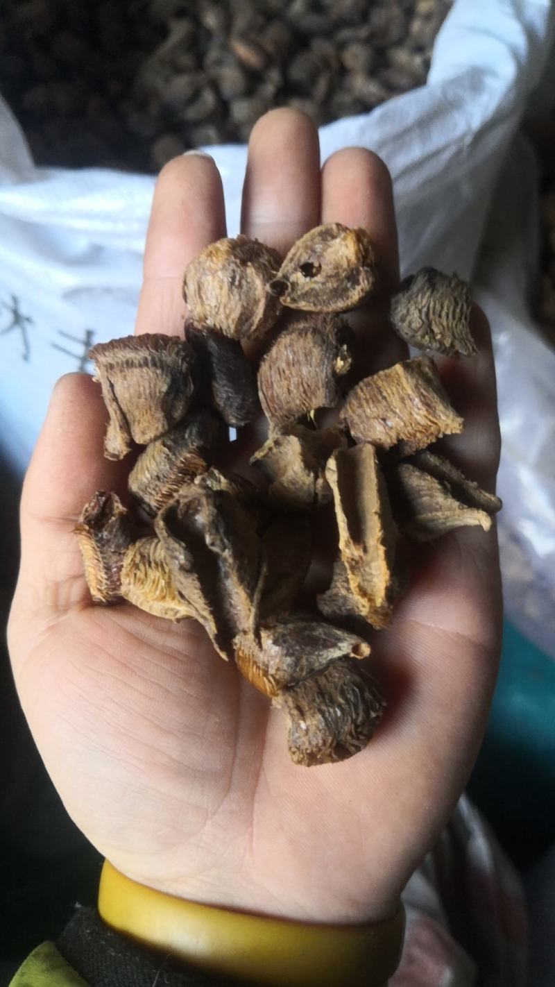 桑螵蛸