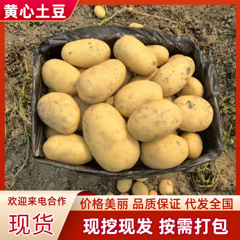 精品土豆黄心土豆黄皮黄心品质保障供应电商超市市场