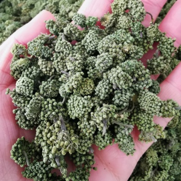 三七花