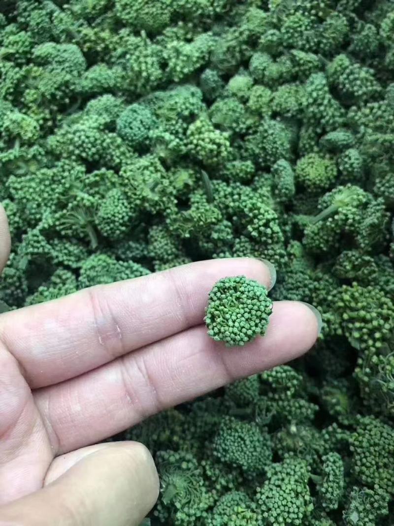 三七花