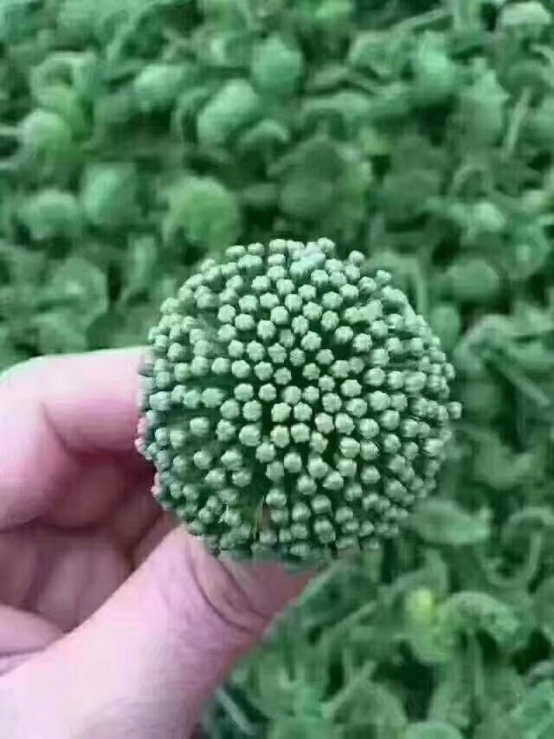 三七花