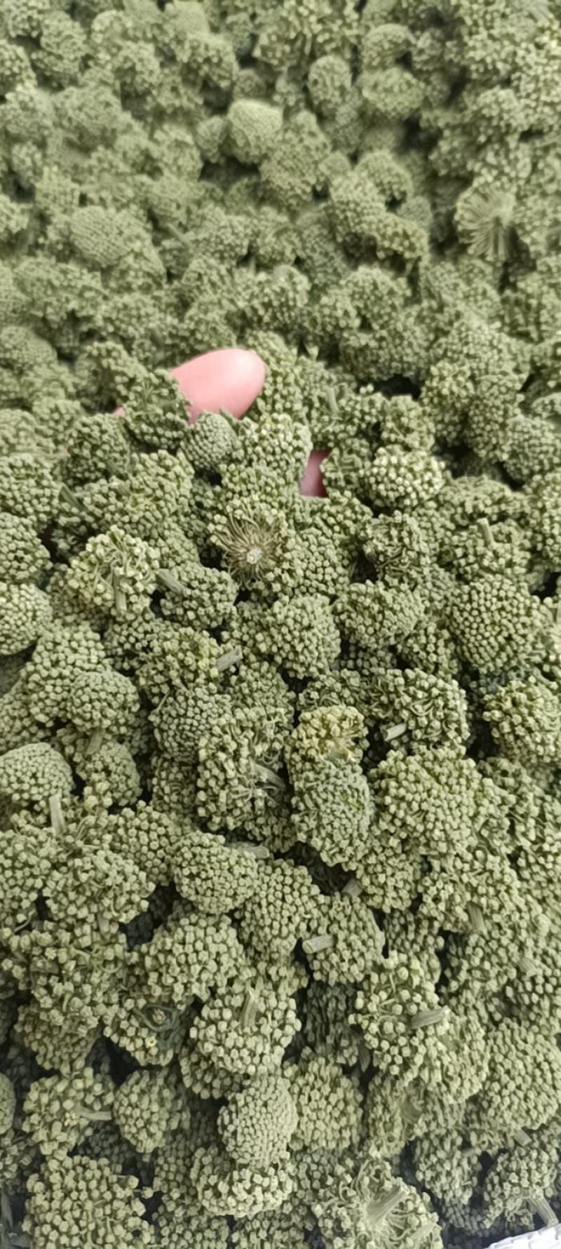 三七花