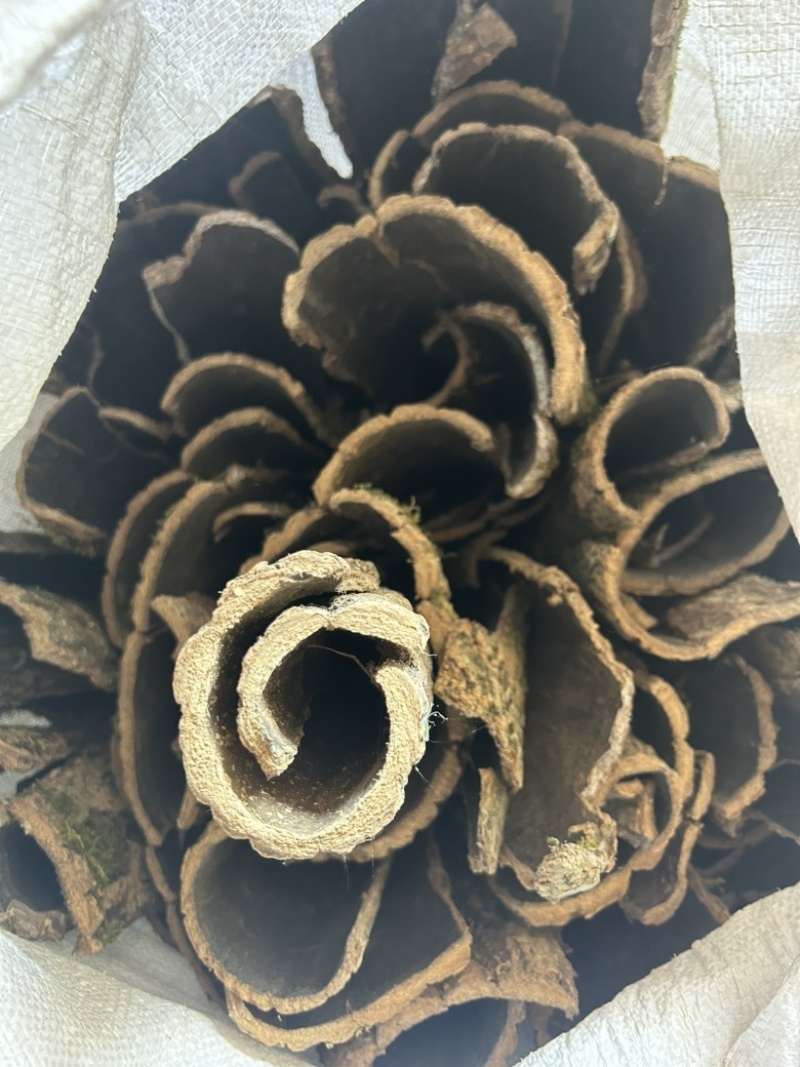 杜仲皮