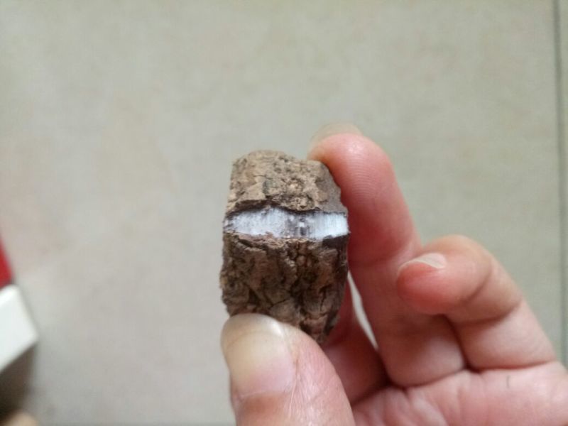 杜仲皮