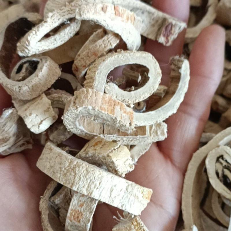 桑白皮