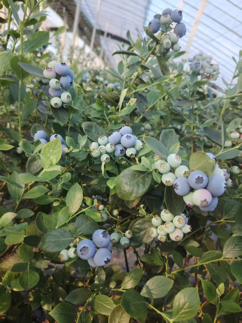 山东日照优瑞卡蓝莓大量上市个头大口感清甜产地支出