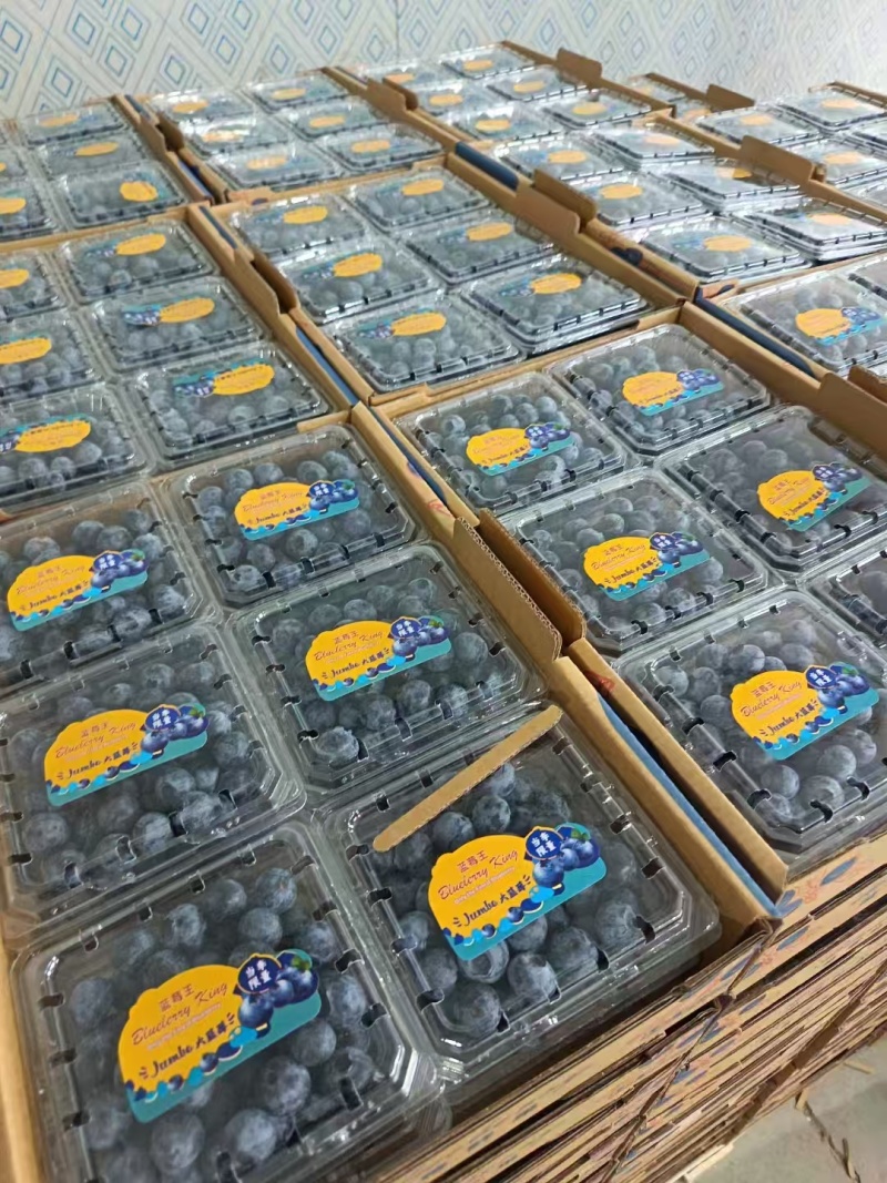 山东日照优瑞卡蓝莓大量上市个头大口感清甜产地支出