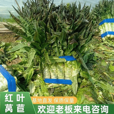 红叶香莴笋/红莴笋安徽砀山基地直供量大从优欢迎来电