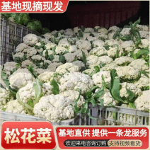 松花菜&青梗白面/砀山菜花/基地现货供应中/可全国发货了