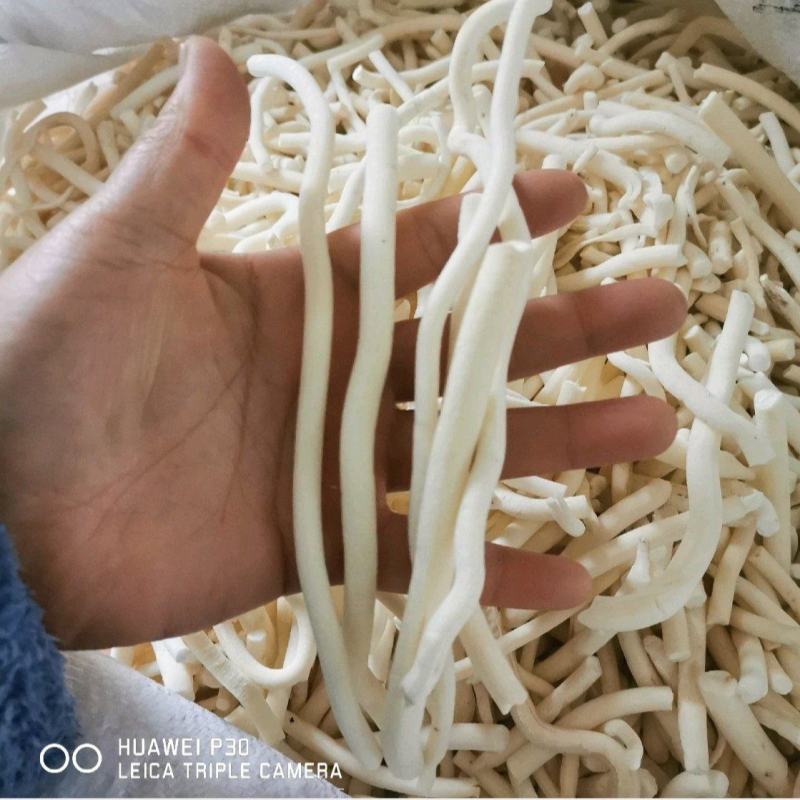 通草野生小通草包邮通草中药材正品新货通草搭配王