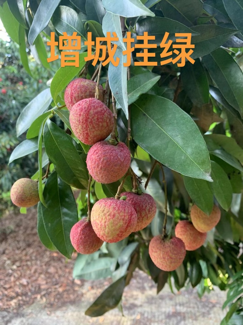广东增城挂绿荔枝，一件代发支持电商商超，顺丰包邮到家