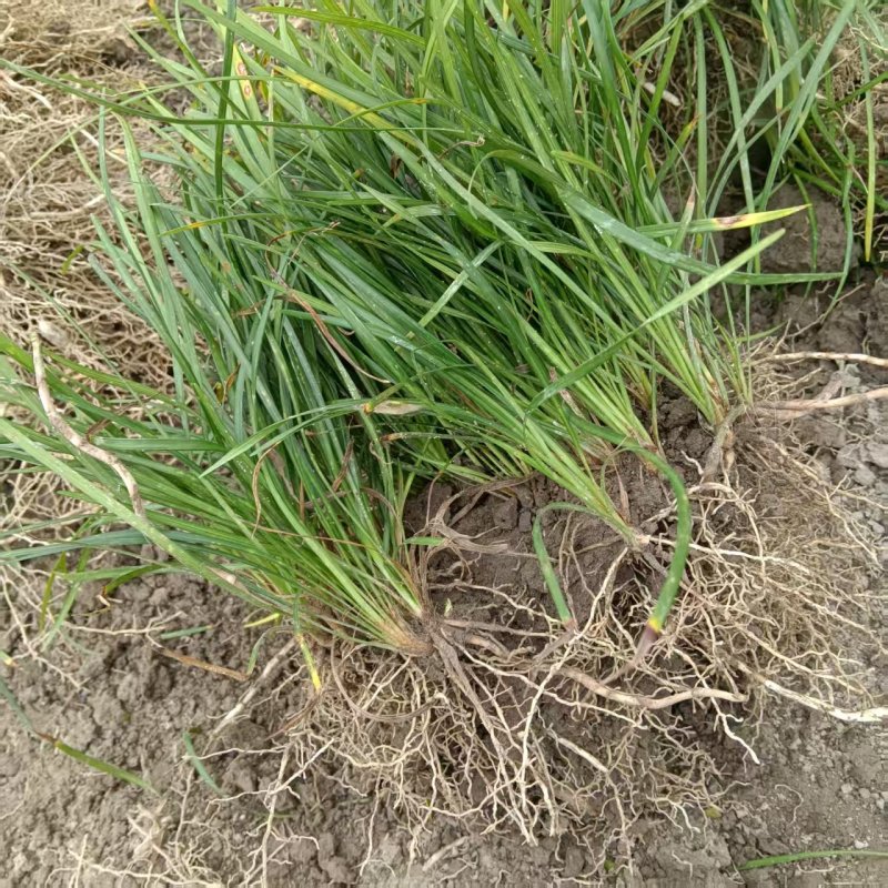 广西南宁宽叶麦冬草，基地自种大量走货欢迎选购