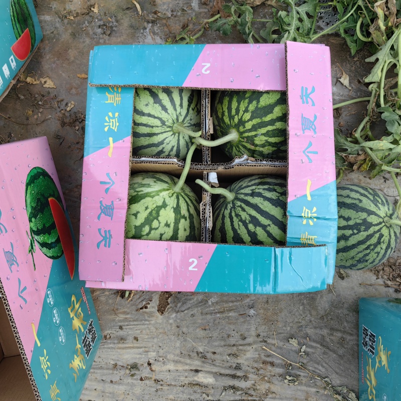 东台8424西瓜货源充足基地直发价格美丽