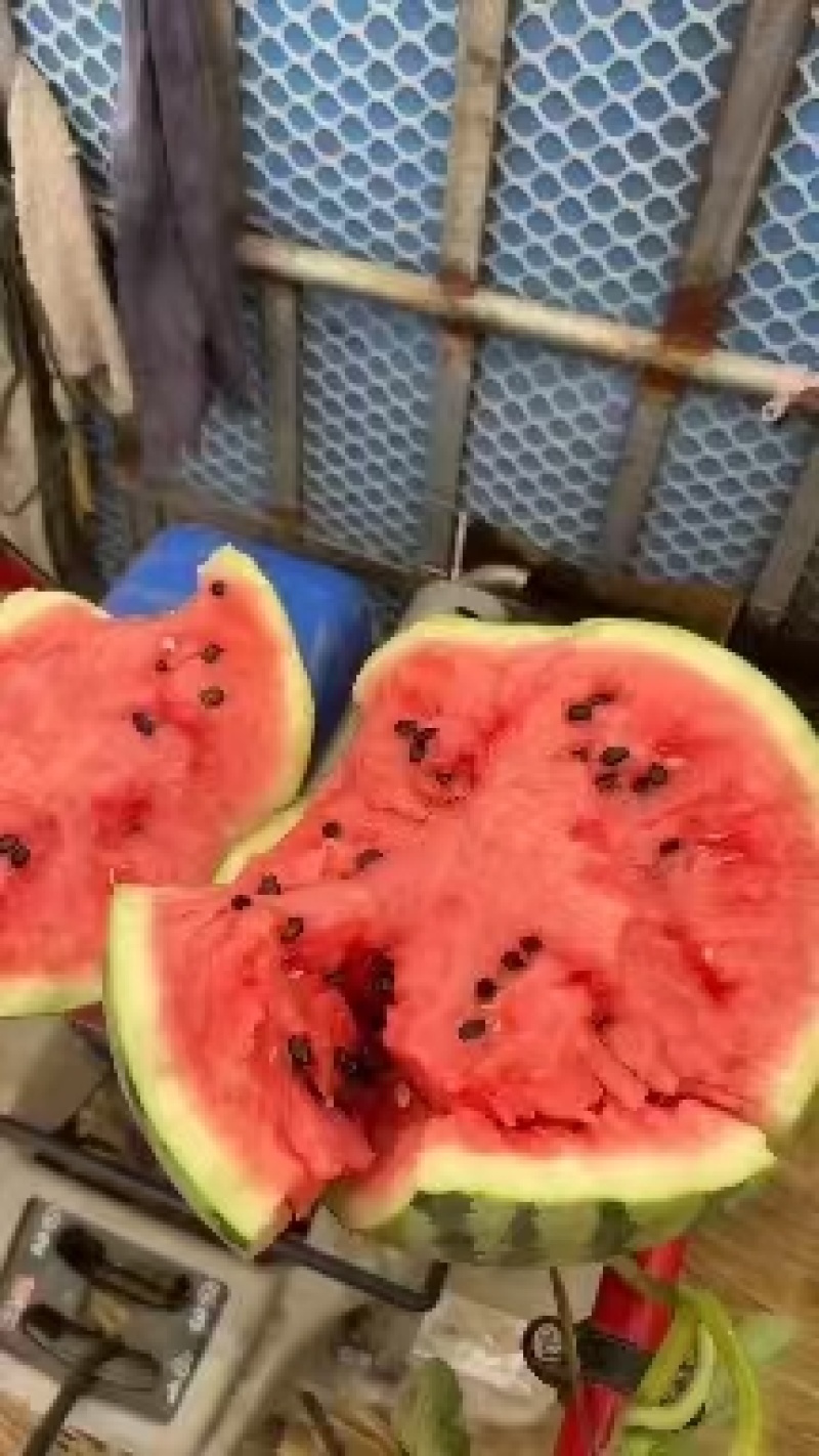 东台8424西瓜货源充足基地直发价格美丽