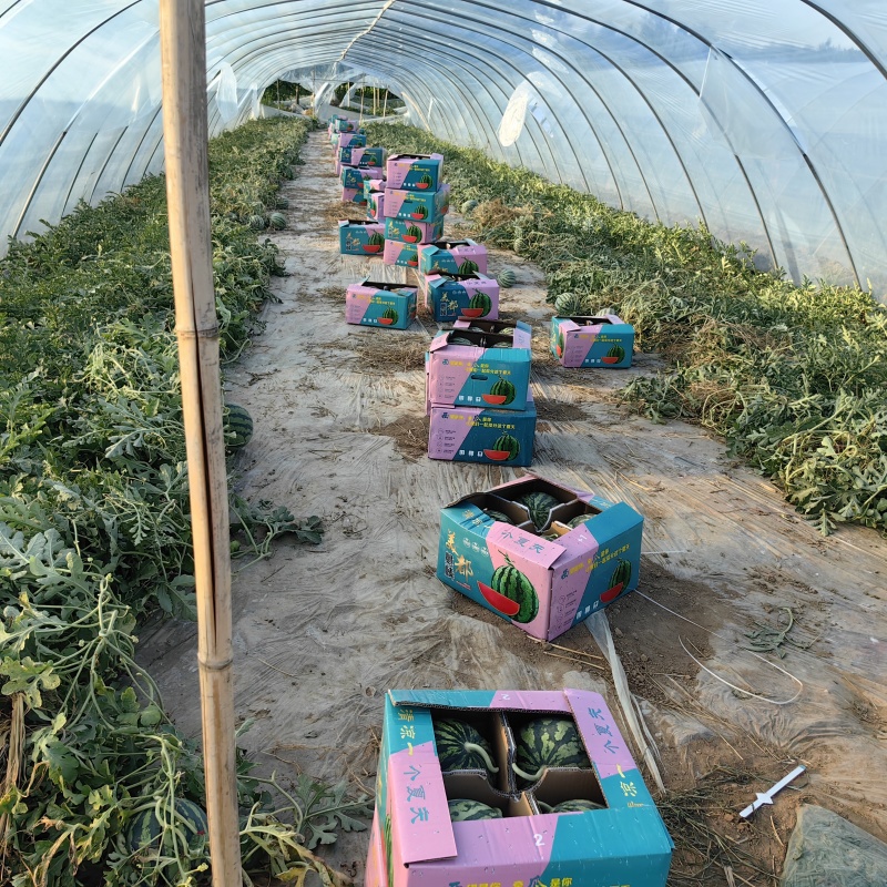 东台8424西瓜货源充足基地直发价格美丽