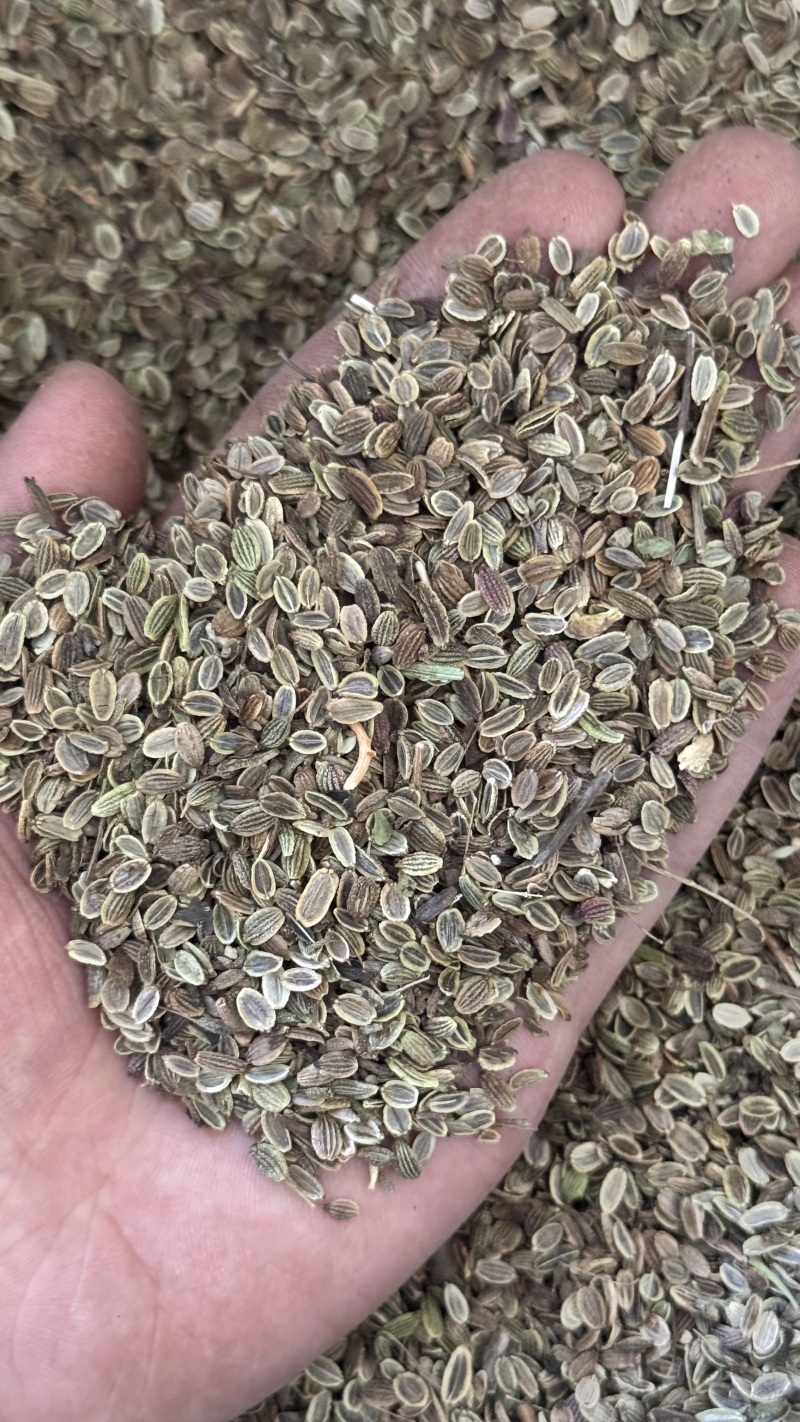 防风种子包发芽率免费提供种植技术欢迎来电洽谈合作