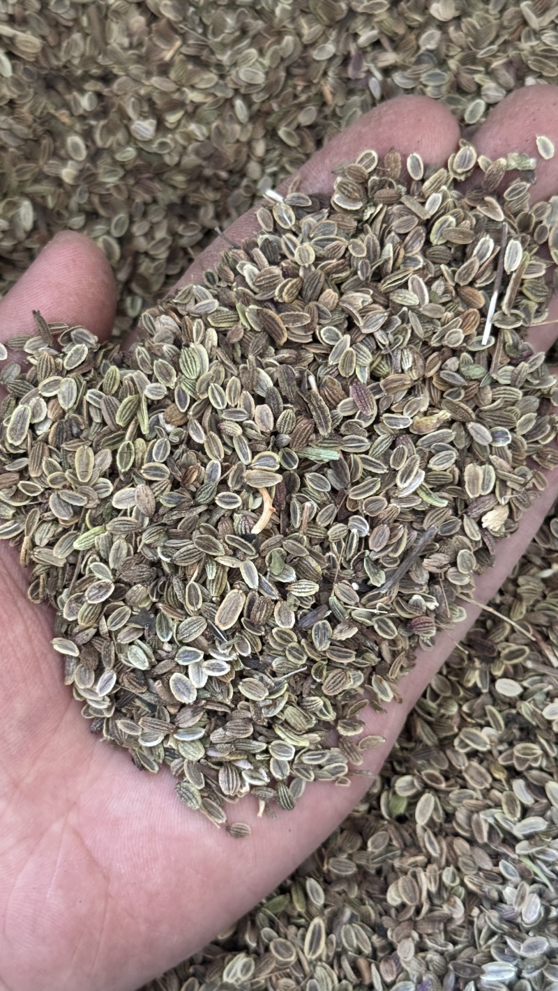 防风种子包发芽率免费提供种植技术欢迎来电洽谈合作