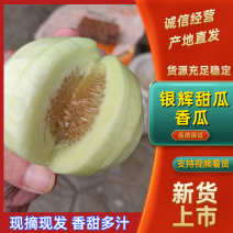广西精品甜瓜（银辉）大量上市了，瓜肉脆甜开出来味道好香