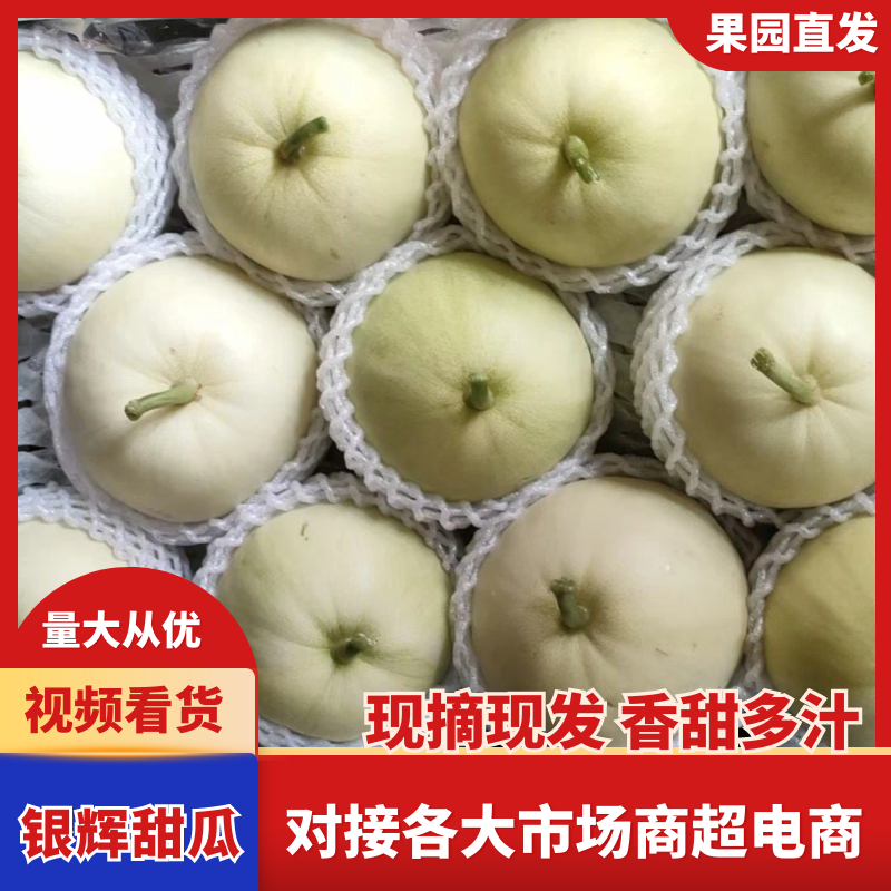 广西南宁精品银辉甜瓜即将上市，肉脆口感甜