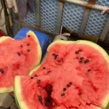 江苏美都西瓜大量上市整车发货精品货源