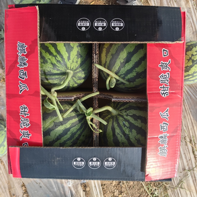 江苏美都西瓜大量上市整车发货精品货源