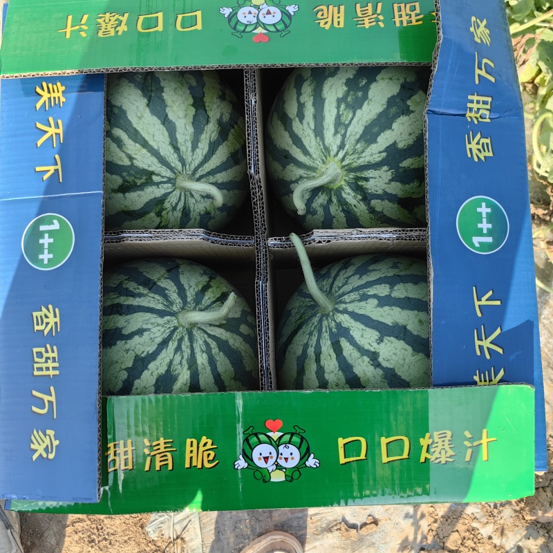特小凤西瓜精品货源基地直发价格美丽
