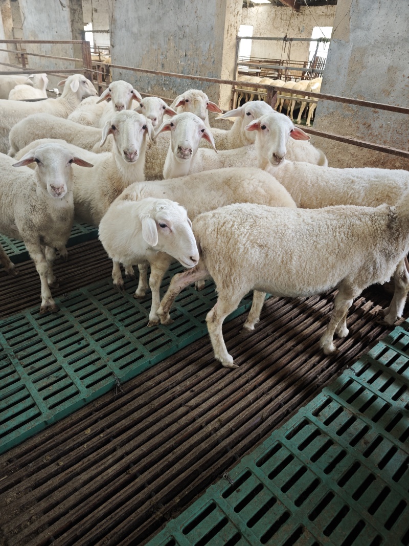 江苏湖羊常年大量供应，湖羊养殖基地，品质保证，量大从优