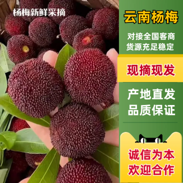 云南石屏杨梅大量上市货源充足量大从优欢迎来电咨询