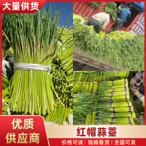 江苏红帽蒜薹丨大把蒜薹丨商超品质支持视频看货全国可发