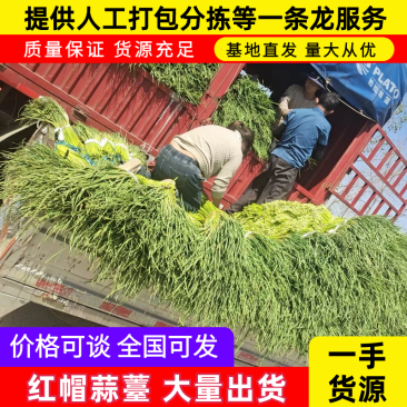 红帽蒜薹/邳州蒜薹/冷库蒜薹/商超品质量大从优