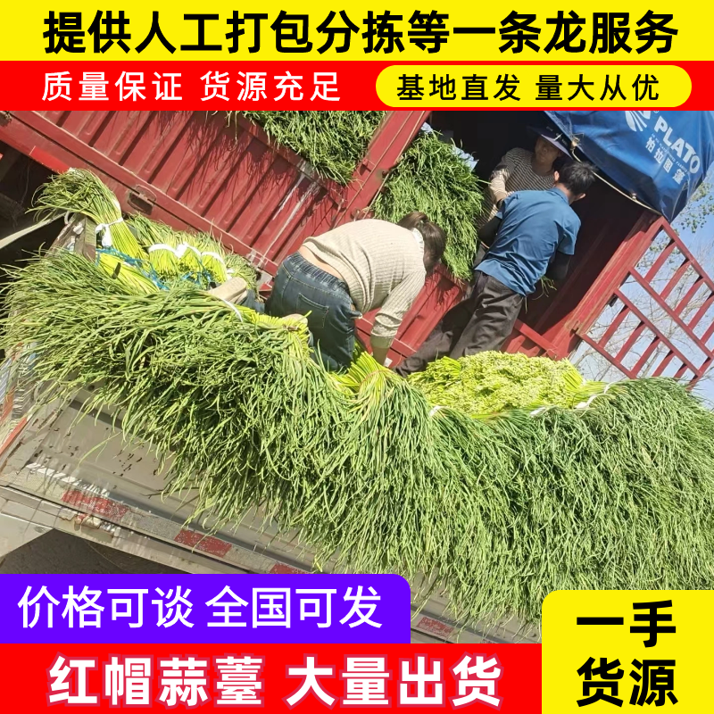 红帽蒜薹/邳州蒜薹/冷库蒜薹/商超品质量大从优