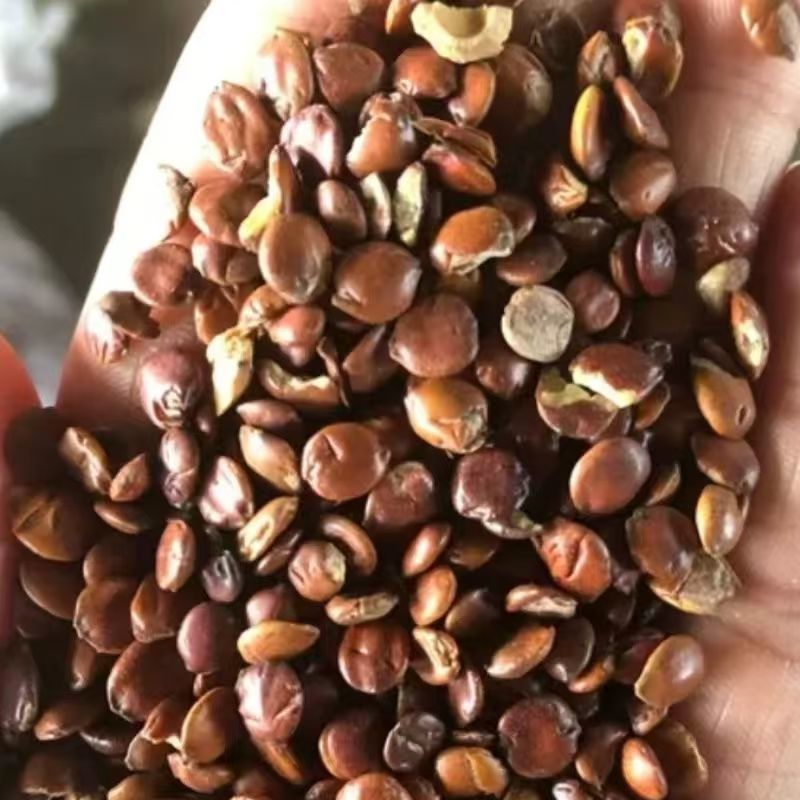 酸枣仁梨枣仁酸枣仁梨枣仁酸枣仁梨枣仁批发酸枣仁