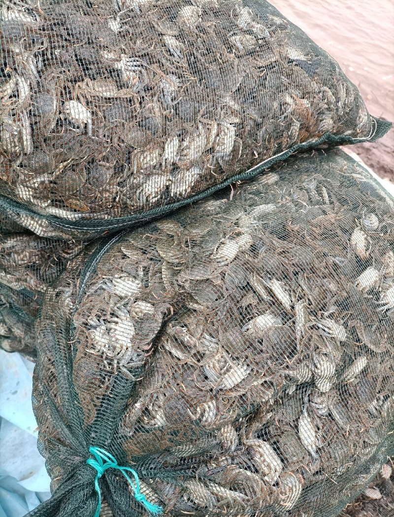 盘锦优质蟹苗河蟹苗基地直供高产蟹苗无病无菌技术指导