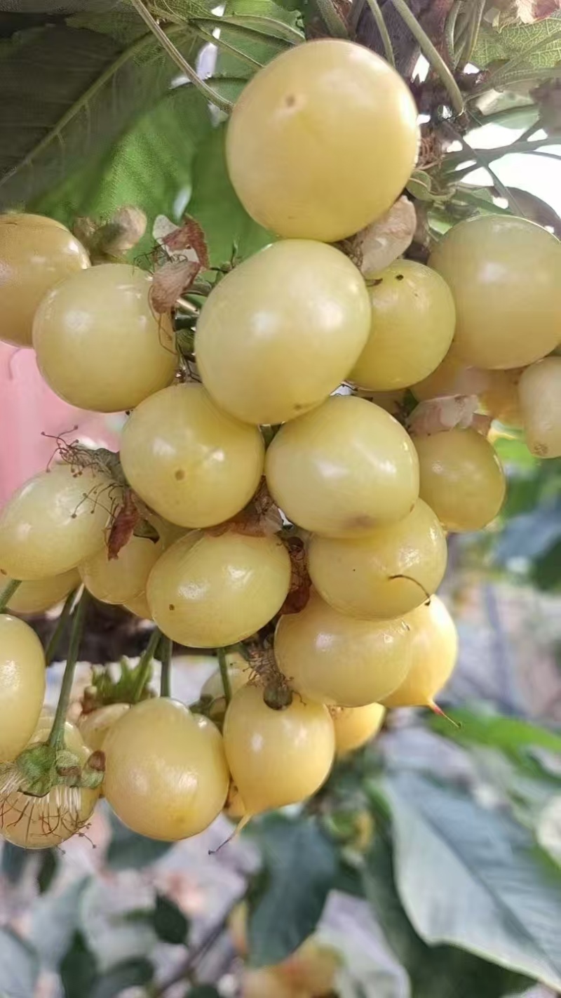 樱桃美早樱桃布鲁克斯樱桃佳红樱桃黄蜜樱桃萨米拖樱桃