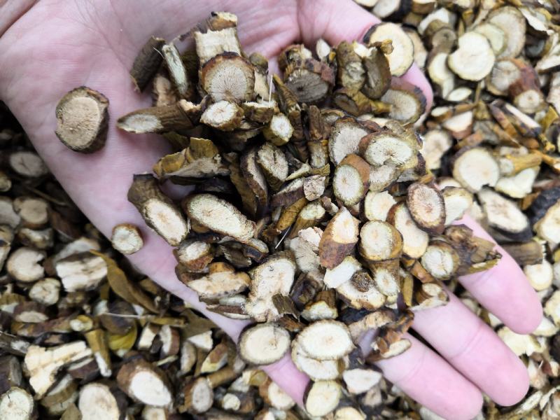 野生无硫枫寄生（螃蟹脚）茶。槲寄生，十足干货。量大价优