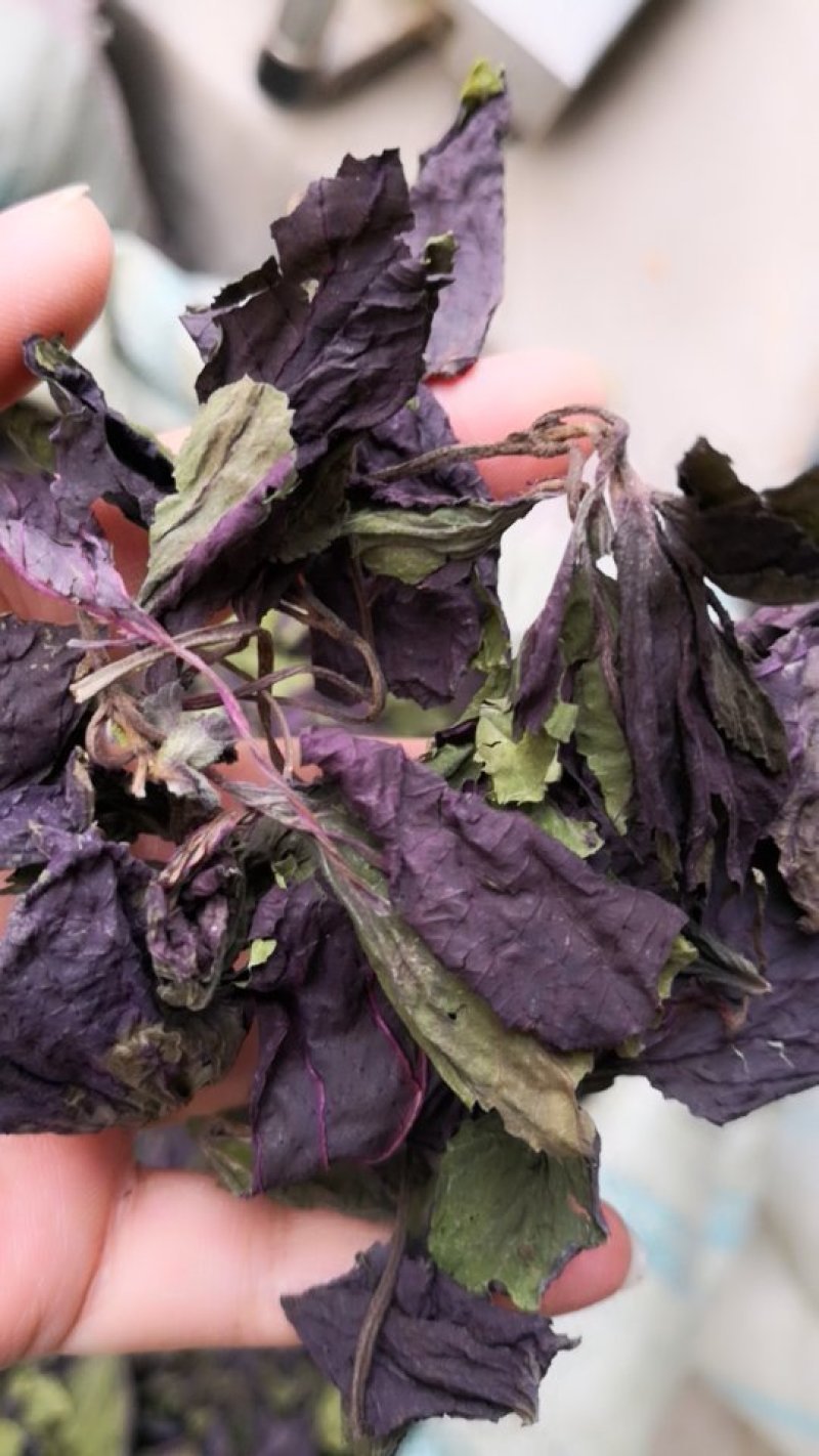 【大量供应】紫苏叶量大从优可视频看货