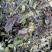 【大量供应】紫苏叶量大从优可视频看货