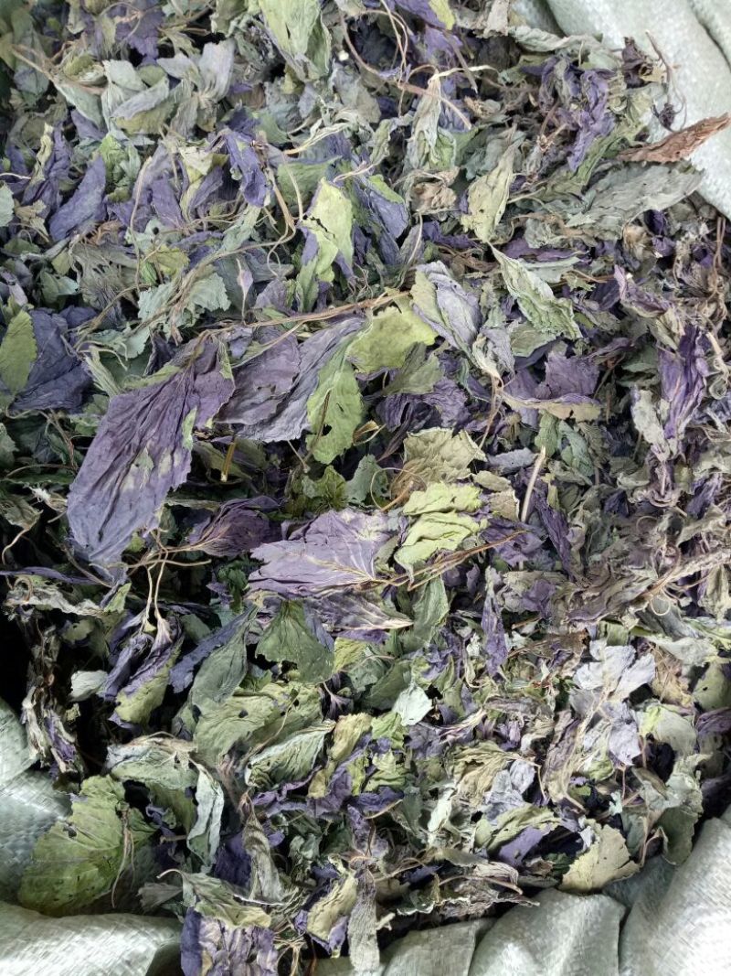 【大量供应】紫苏叶量大从优可视频看货