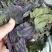 【大量供应】紫苏叶量大从优可视频看货