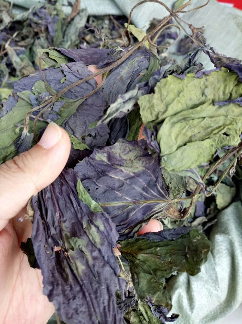 【大量供应】紫苏叶量大从优可视频看货